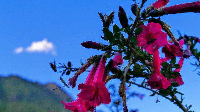 La Cantuta est la fleur sacrée des Incas et fleur nationale du Pérou