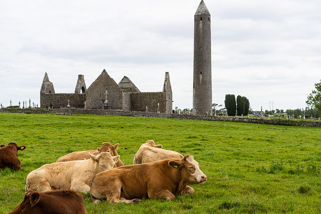 Kilmacduagh Abbey, County Galway, Ireland 20230522-_DSC3082