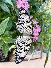 Stunning Butterflies