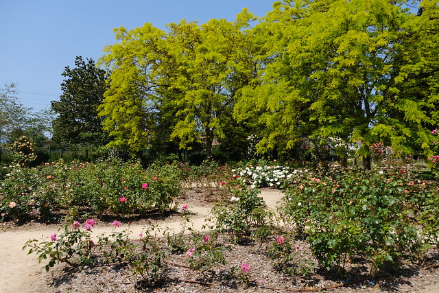 Roses @ Parc des Écureuils @ Ville-la-Grand