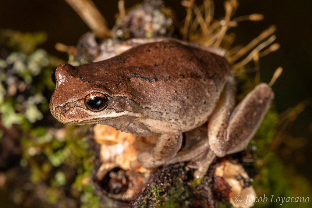 Brown Tree Frog (Litoria ewingii)