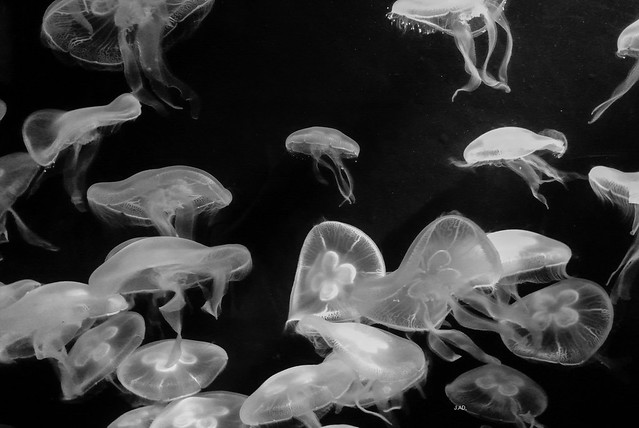 Jelly fish in slow motion.