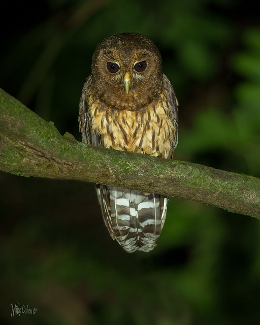 Mottled Owl (1 of 1)