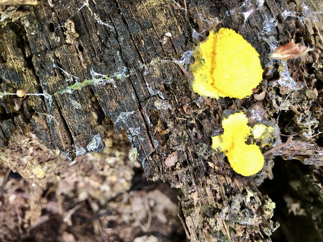 slime mould on a tree stump