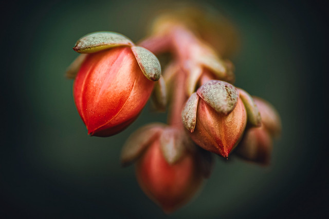 Succulent ‘Urbinia purpussi’ Flower Buds
