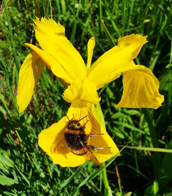 Yellow Flag Iris (Iris pseudocorus)