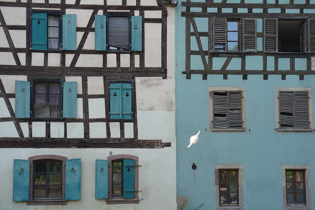 White bird and blue facades