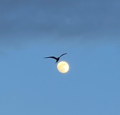 Magnificent frigate bird crosses the moon