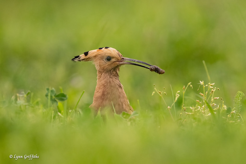 Hoopoe - About to make a delivery to the nest 902_5668.jpg