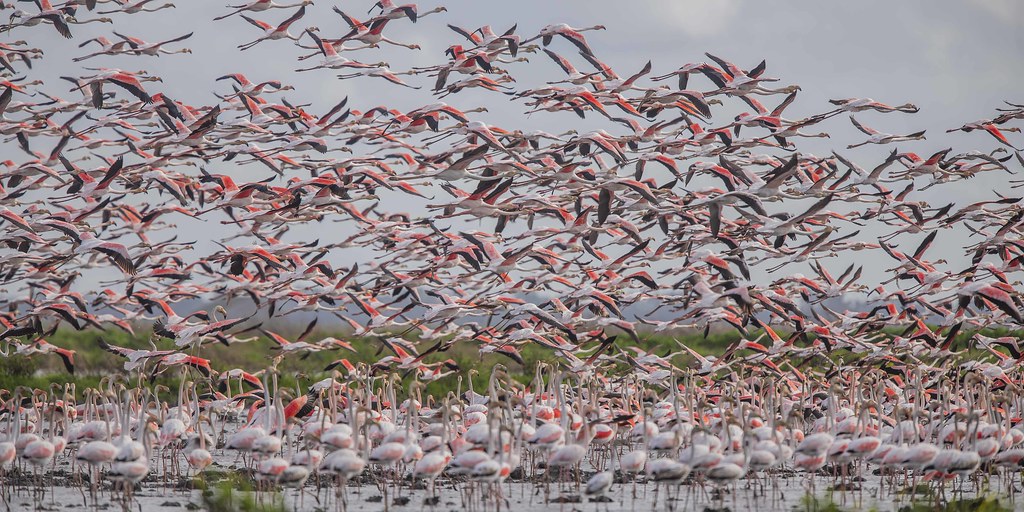 I think I found all the Flamingos