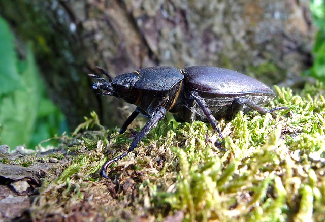 Stag Beetle (female)