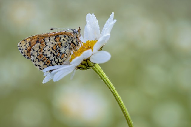 *Fritillary in the morning dew on Marguerite*