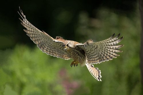 Kestrel(f) | by peterspencer49