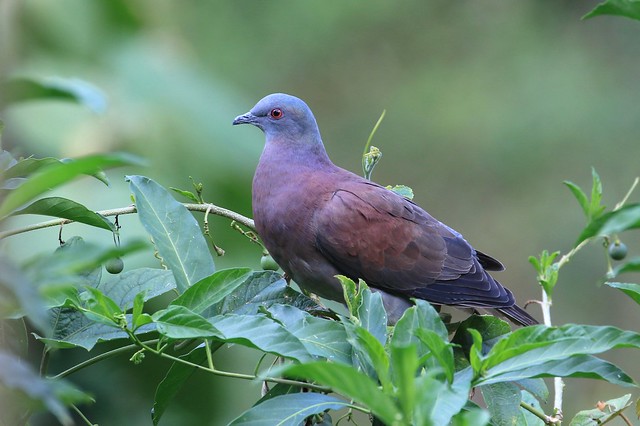 Pale-vented pigeon / Pigeon rousset ( Richard )