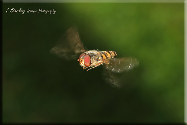 BEATING WINGS OF A HOVERFLY
