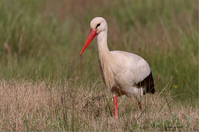 C'hwibon wenn / Cigogne blanche / White stork.