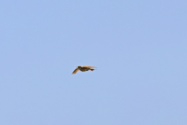 Eurasian Skylark, RSPB Medmerry, West Sussex, UK