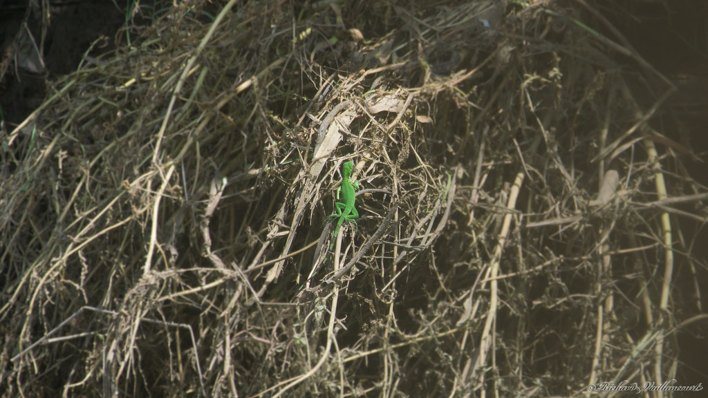 Iguana iguana, Green Iguana, Estero Damas, Costa Rica - 00057
