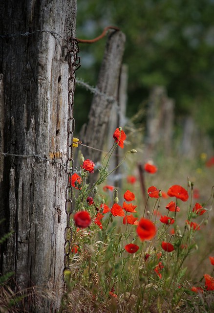 Poppies unchained