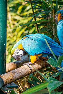 Longleat Safari Park Macaw