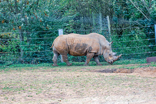 Longleat Safari Park Rhinoceros