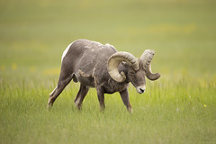 Huge Bighorn Sheep Ram on the Grass Prairie of Badlands National Park
