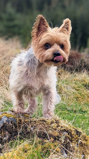 Naughty Yorkie Pulling Tongues At People Passing