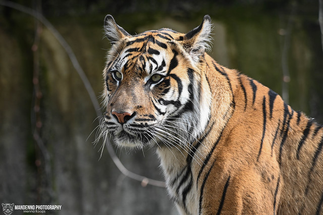 Sumatran tiger - Zoo Jihlava