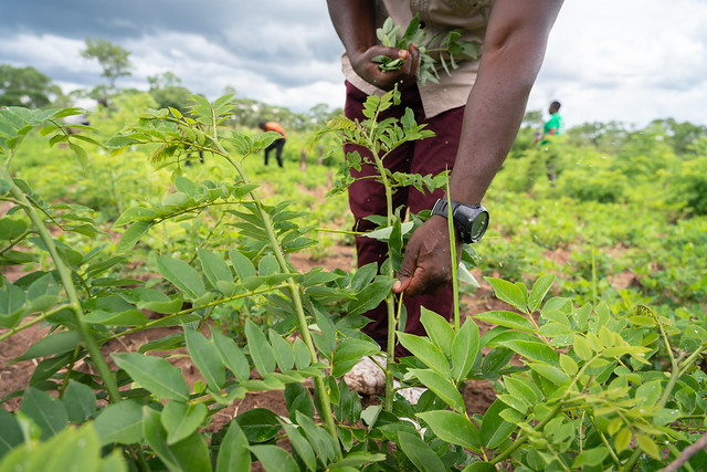 Agroforestry practices in action. Zambia Photo Matthew Boucher for Makhulu Media/GIZ