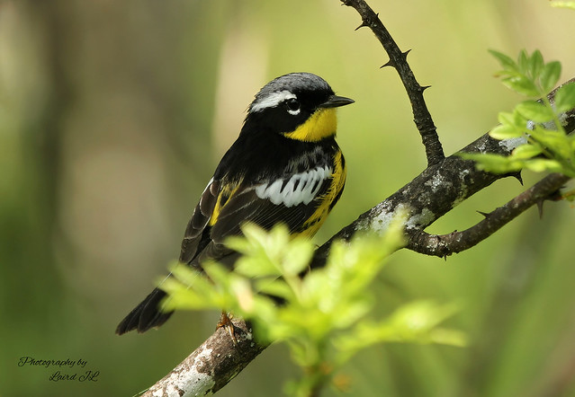 Magnolia Warbler; Under the Canopy
