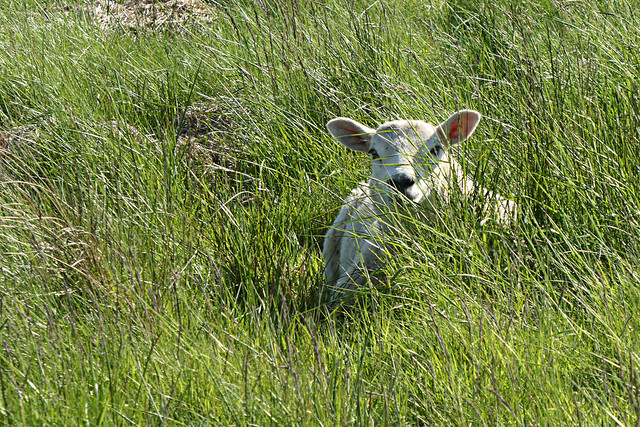 Hiding in the Grass