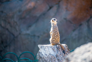 Longleat Safari Park Meerkat