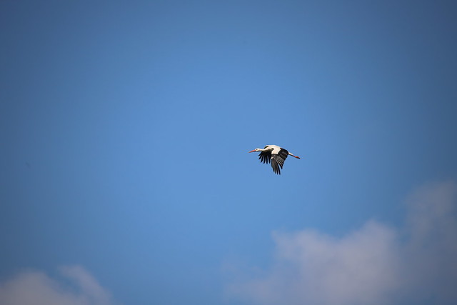 Stork in the sky