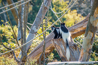 Longleat Safari Park Colobus Monkey