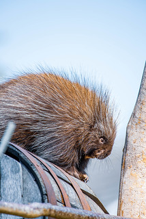 Longleat Safari Park Porcupine