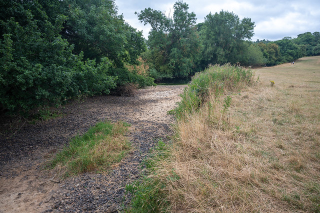 Dried up River Moie, Norbury Park, July 2022
