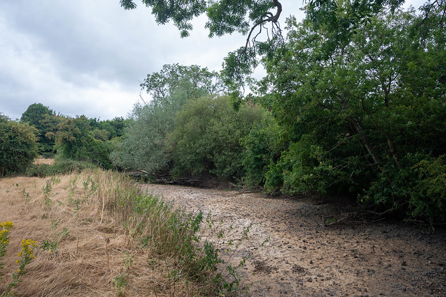 Dried up River Mole, Norbury Park, July 2022
