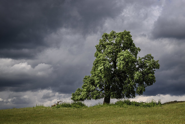 Sunlit Oak with Dark Clouds
