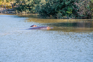 Longleat Safari Park Hippopotamus