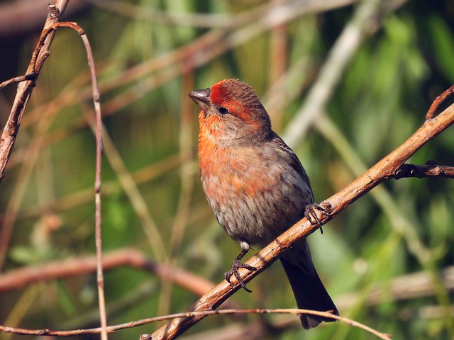 Male Finch in Willow Tree
