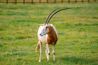Longleat Safari Park Scimitar Oryx
