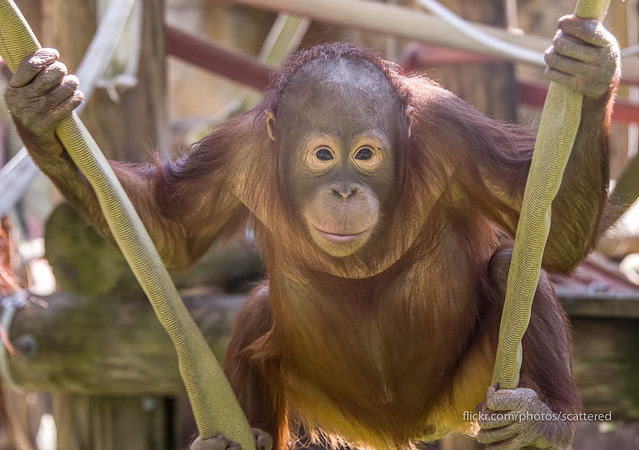 Juvenile Orangutan Playing