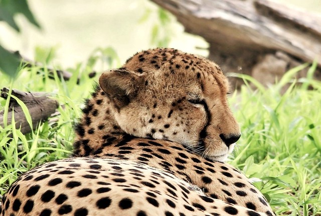 Southern African Cheetah Sleeping In The Shade Of  A Tree  (Acinonyx jubatus jubatus)