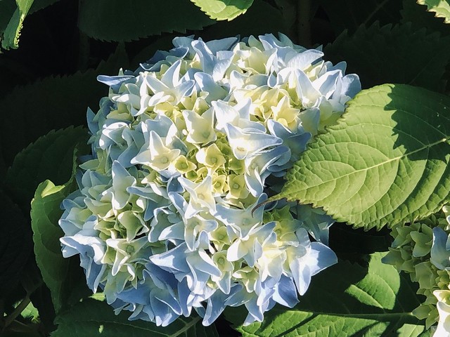 Mes hortensias qui sont entrain de fleurir ils vont etres tres bleu
