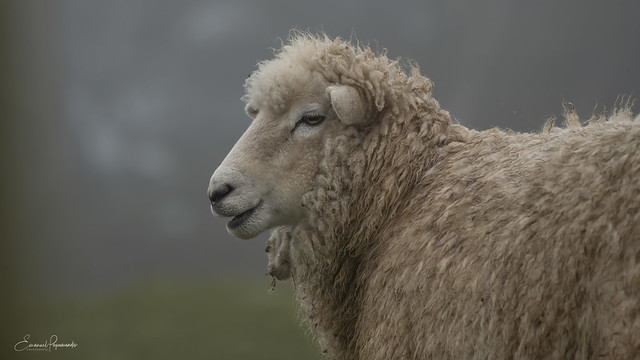 Up close with a sheep
