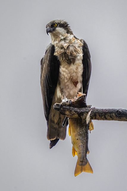 Osprey with his lunch.
