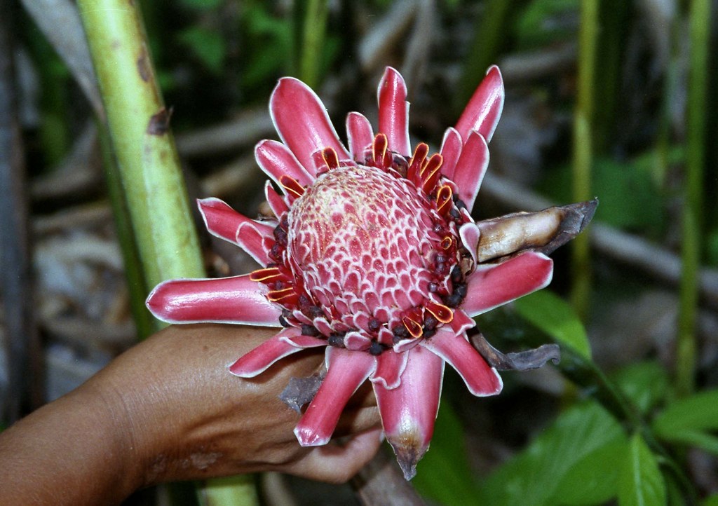 Flower on Trail to Bak Maregdek; Siberut, Mentawai Islands, Sumatra, Indonesia