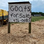 Goats for sale This sign is at the intersection of King Road and Rockfish Road in Hoke County, North Carolina.