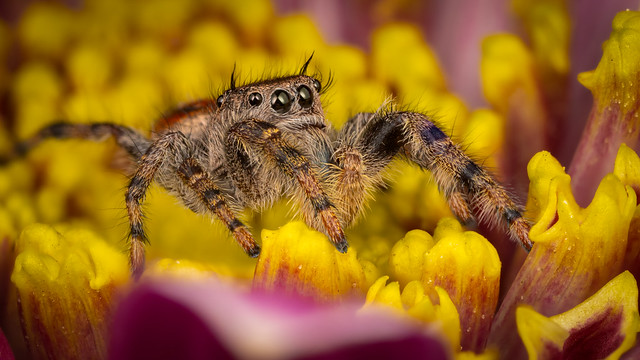 Phidippus Adumbratus on Pink and Yellow Flower 5-25-23
