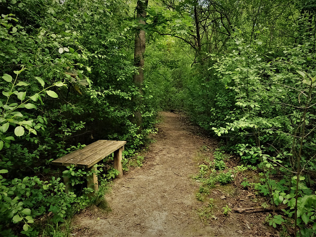 A Bench In The Woods